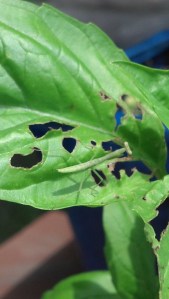 IMG_20140710_143551_352